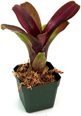 Neoregelia 'Zoe' Bromeliad