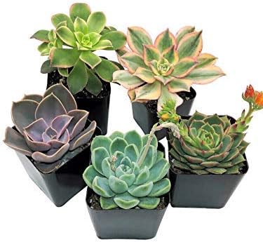 Live Succulent Plants (5 Pack Assortment), 2" Live Succulents Fully Rooted in Grower Pots, Succulent Plants Live, by The Succulent Cult
