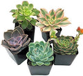 Live Succulent Plants (5 Pack Assortment), 2" Live Succulents Fully Rooted in Grower Pots, Succulent Plants Live, by The Succulent Cult