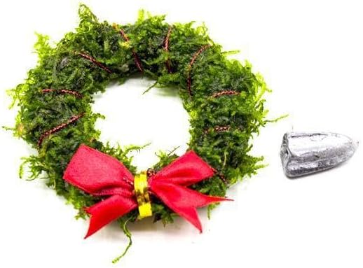SubstrateSource Live Aquarium Plants on Driftwood, Lava Rock, Moss, Fiber Mat - Freshwater Fish Tanks - Easy, Beginner Friendly (Christmas Moss Wreath)