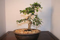 LOU'S BONSAI NURSERY Imported FUKIEN Tea Bonsai Tree