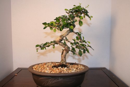LOU'S BONSAI NURSERY Imported FUKIEN Tea Bonsai Tree