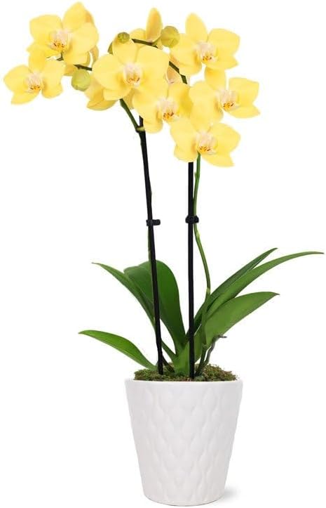 From You Flowers - Lustrous Yellow Orchid Plant for Birthday, Anniversary, Get Well or Celebration