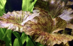 Tiger Lotus Bulb Red (Nymphaea Lotus) Live Aquatic Plant