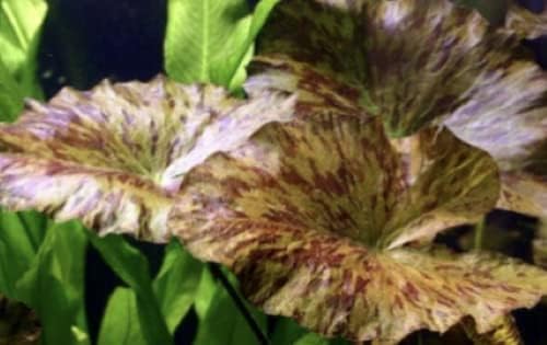 Tiger Lotus Bulb Red (Nymphaea Lotus) Live Aquatic Plant