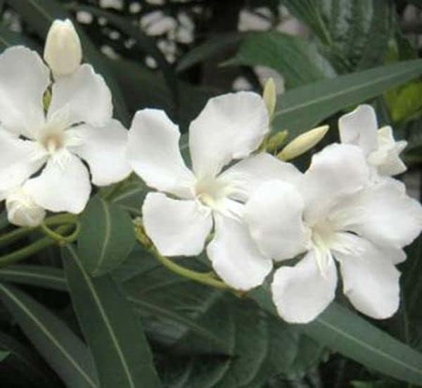 Hardy White Oleander – 3 gal - White Flowers on a Large Evergreen Shrub with a Tropical Appeal – Zones 8-10 - Nerium Oleander 'Hardy White' - 3 Gallon Pot
