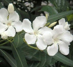 Hardy White Oleander – 3 gal - White Flowers on a Large Evergreen Shrub with a Tropical Appeal – Zones 8-10 - Nerium Oleander 'Hardy White' - 3 Gallon Pot