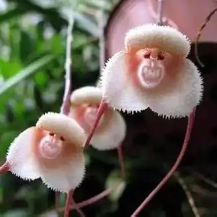 Monkey Flowers Seeds for Planting, 195+pcs Monkey Face Orchid Perennial Flower Seeds Non-GMO Heirloom Rare Plants, Beauty Home Garden for Outdoors