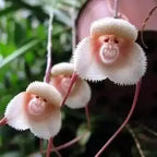 Monkey Flowers Seeds for Planting, 195+pcs Monkey Face Orchid Perennial Flower Seeds Non-GMO Heirloom Rare Plants, Beauty Home Garden for Outdoors
