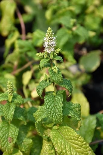 Mojito Mint Live Plants (5-9") - Pack of 3 (Three)- Authentic Mentha x villosa - True Cuban Cocktail Herb - Fast Growing Indoor/Outdoor Container Garden