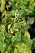 Mojito Mint Live Plants (5-9") - Pack of 3 (Three)- Authentic Mentha x villosa - True Cuban Cocktail Herb - Fast Growing Indoor/Outdoor Container Garden