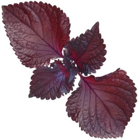 HipGirl Ultimate Triple Shiso Seed Bundle: Green Perilla, Red/Purple Shiso, & Japanese Shiso Seeds 200ct Each | Non-GMO Heirloom Seeds for Authentic Asian Culinary Gardens & Hydroponics