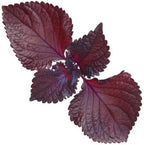HipGirl Ultimate Triple Shiso Seed Bundle: Green Perilla, Red/Purple Shiso, & Japanese Shiso Seeds 200ct Each | Non-GMO Heirloom Seeds for Authentic Asian Culinary Gardens & Hydroponics