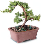 Brussel's Bonsai - Live Green Mound Juniper Bonsai Tree, Outdoor Bonsai Tree Live Plant, Medium Bonsai for Patio Garden Décor, Easy Care Evergreen Bonsai (Medium)