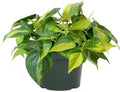 American Plant Exchange Philodendron Brasil, 6-Inch Pot, Chartruse Variegated Foliage, Easy to Care Plant, Live Indoor Houseplant for Home & Office Decor