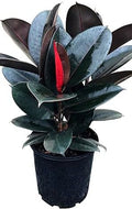 10 in. Ficus Burgundy Rubber Live Plant Indoor Purifying Houseplant