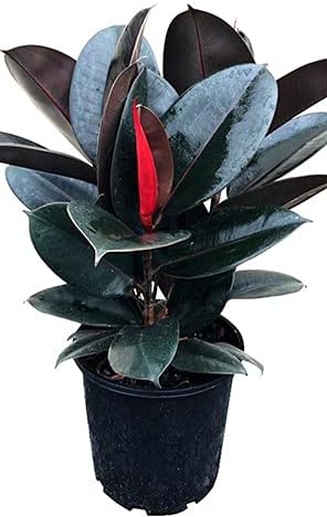 10 in. Ficus Burgundy Rubber Live Plant Indoor Purifying Houseplant