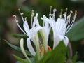 Honeysuckle Lonicera Live Plant - Cold Hardy Flowering Vine (1)