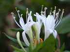 Honeysuckle Lonicera Live Plant - Cold Hardy Flowering Vine (1)