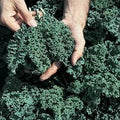 Kale Vates Blue Curled Great Heirloom Vegetable by Seed Kingdom Bulk 1 OZ Seeds