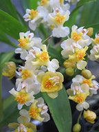 -Onc. Twinkle 'Fragrant Fantasy' - Fragrant Blooms Easy to Grow and Bloom! Miniature windowsill-Size, Cool and Warm Tolerant. White Flowered Variety. (NOT in-Bud/Bloom When Shipped)