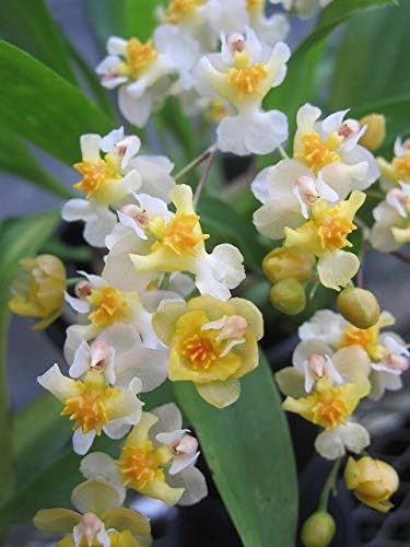 -Onc. Twinkle 'Fragrant Fantasy' - Fragrant Blooms Easy to Grow and Bloom! Miniature windowsill-Size, Cool and Warm Tolerant. White Flowered Variety. (NOT in-Bud/Bloom When Shipped)