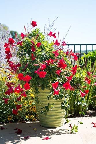 Tropical Plants of Florida Red Mandevilla Plant Live Hanging Basket - 12" Basket - Overall Size 14" Wide by 18"