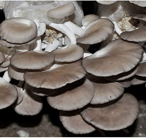 Root Mushroom Farm- Mushroom Liquid Cultures/10ml Syringe/Phoenix Oyster Mushroom(Pleurotus pulmonarius)