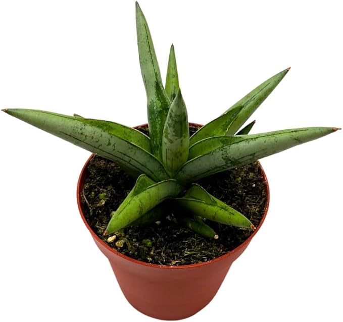 BubbleBlooms Sansevieria Silver Crown 4 inch Rare Snake Plant
