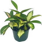 BubbleBlooms Variegated Hoya Exotica, Krimson Princess, Tricolor Crimson, Very Rare Limited Live Plant, in 4 inch Pot