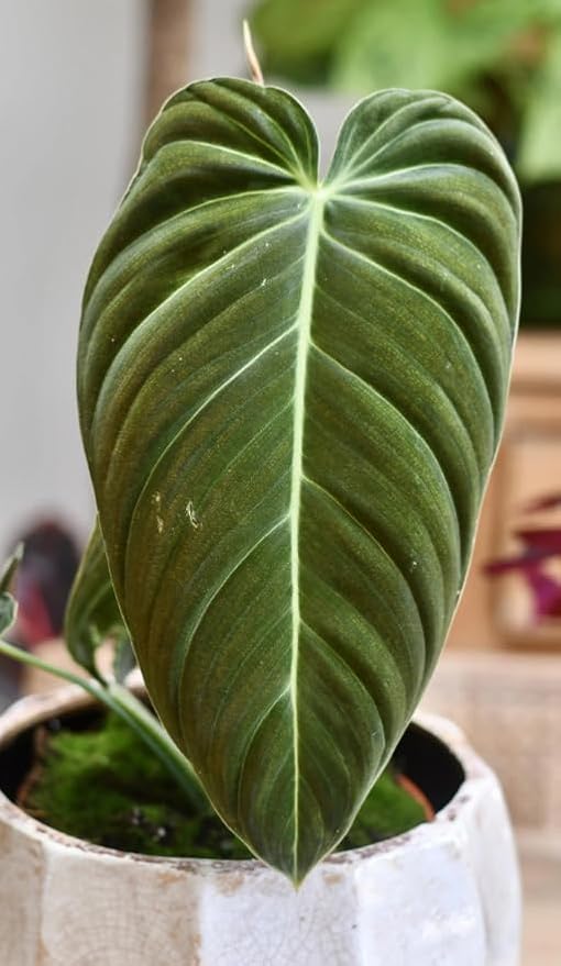 Variegated Philodendron Live Plant, Rare Indoor Houseplant Live Well Rooted 5-7 Inches, Container Growing, Home Office Decor (Giant Leaves Philodendron)