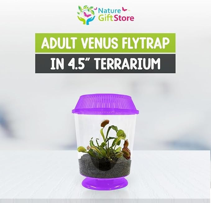 Venus Fly Trap Live Plant with 4.5" Purple Terrarium + Carnivorous Plants Food Bundle with Feeding Tweezers - Carnivorous Plant Soil and Live Venus Flytrap