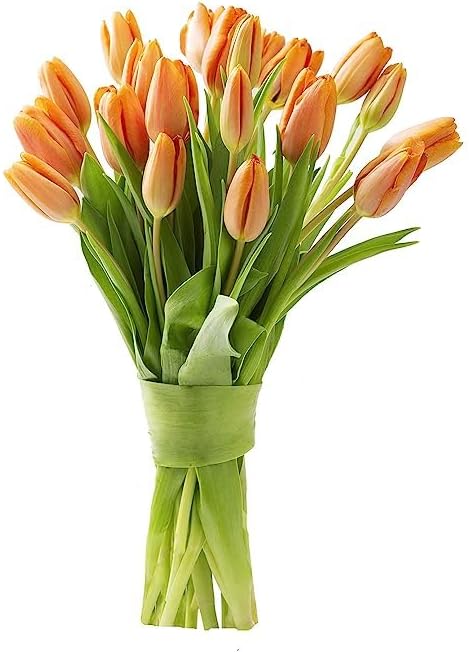 KaBloom - PREMIUM 20 Orange Tulips without vase - Fresh Flowers for Birthday, Valentine's & Mother's Day