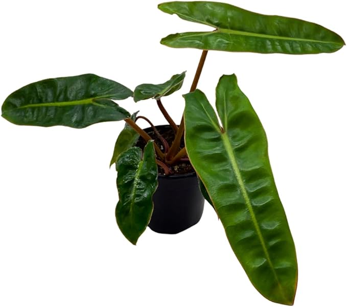 BubbleBlooms Philodendron Billietiae in a 4 inch Pot Very Rare Philo Washboard Abs Plant
