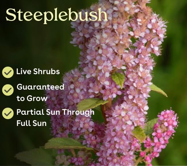 Steeplebush 4 Live Shrub (Spiraea tomentosa) – Native Pollinator Shrub with Pink Flowers – 1 Gallon Pot, 2–3 ft Plant