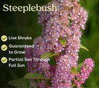 Steeplebush 1 Live Shrub (Spiraea tomentosa) – Native Pollinator Shrub with Pink Flowers – 1 Gallon Pot, 2–3 ft Plant