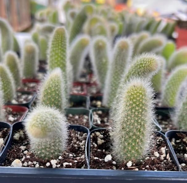 Rare Cactus Plants, 2" Pot Monkey Tail Cactus, Live Succulent Cacti Plants Fully Rooted in Grower Pots, Easy Care House Plant (Short Tail (2-3 inch))