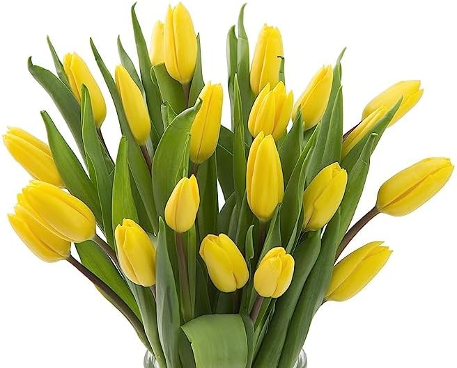 KaBloom PRIME OVERNIGHT DELIVERY - WEDDING COLLECTION - PREMIUM 20 Yellow Tulips. Gift for Birthday, Sympathy, Anniversary, Get Well, Thank You, Valentine, Mother’s Day Fresh Flowers