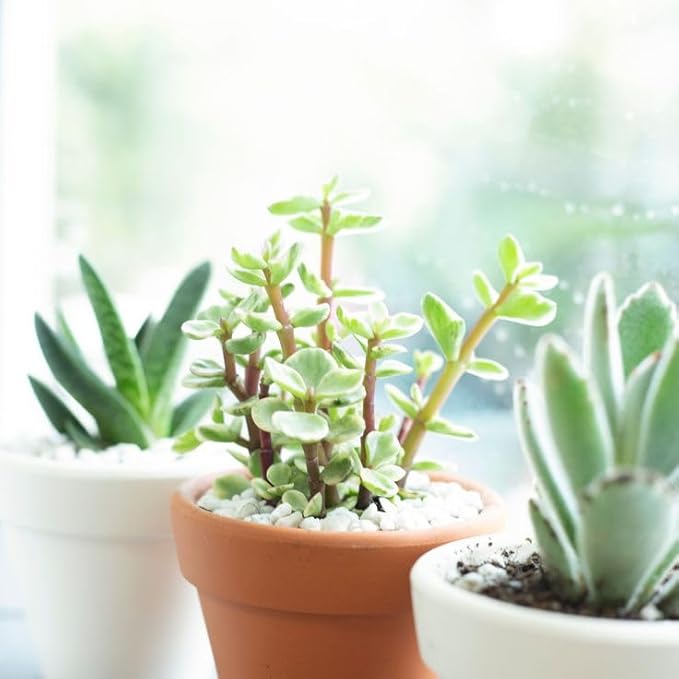 Elephant Bush Portulacaria afra - Live Succulent Plant, 2 Inch Plastic Pot, Small Round Green Leaves on Woody Stems, Easy Care Pet Friendly Indoor Outdoor Plant for Bonsai, Home Decor, Plant Gifts