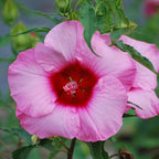 3 Hardy Hibiscus Plants Live, Well Rooted Hibiscus Flower 4-7'' Tall, Flowering Shrub for Garden or Containers Planting (Pink with Red Center)