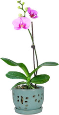 W&W Orchid Pot with Holes and Saucer for Repotting, Turquoise, 5.8"