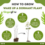 2 Burning Bushes Tree for Planting | 8-12" Rooted Cuttings | Hardy Fire Bush Shrub Live Plant to Decorative Hedge