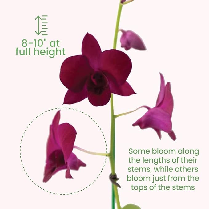 American Plant Exchange Dendrobium Orchid – Live 4-Inch Potted Flowering Plant, Easy-Care Tropical Houseplant with Elegant Blooms for Indoor Home, Office, Windowsills & Gift Décor