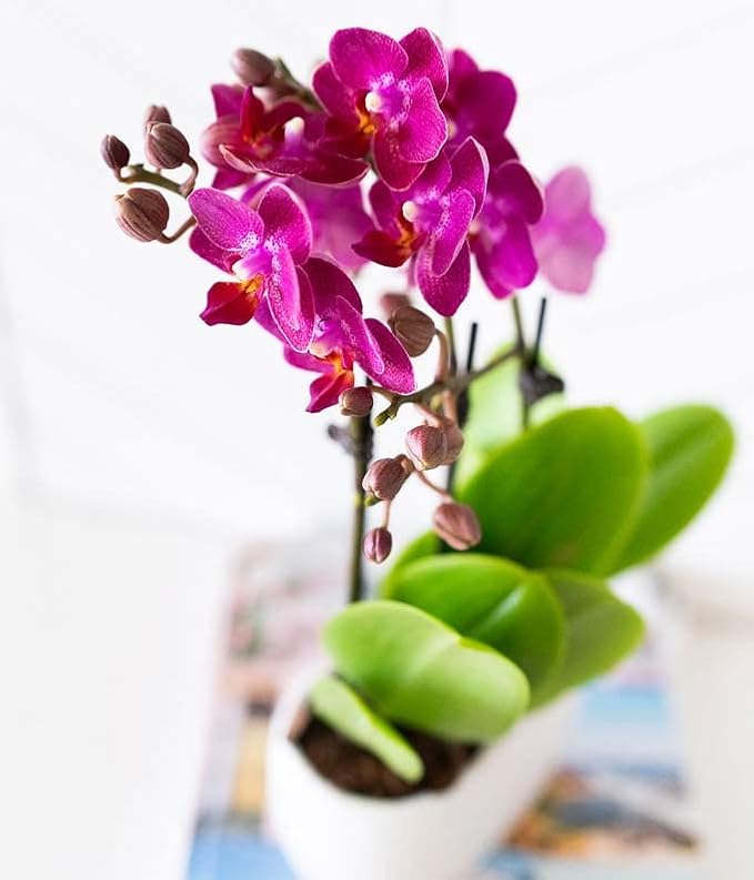 From You Flowers - Picturesque Purple Mini Orchid for Birthday, Anniversary, Get Well or Celebration