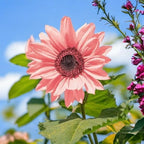 ZEshops 50PCS Iris Tectorum Rose Sunflower Seeds for Planting - Non-GMO Heirloom Variety - Pink Blooms for Your Flourishing Garden