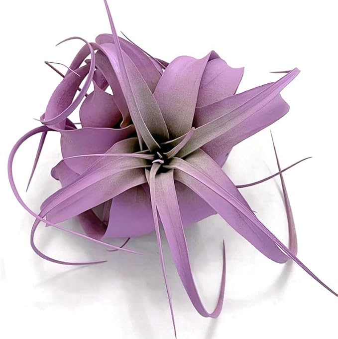 XL Xerographica Colored Air Plant, Live Tillandsia House Plant, Easy Care Indoor Outdoor, Great Gift, Healthy Arrival Guaranteed (Lavender)