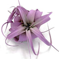 XL Xerographica Colored Air Plant, Live Tillandsia House Plant, Easy Care Indoor Outdoor, Great Gift, Healthy Arrival Guaranteed (Lavender)