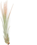 Coral Colorful Tillandsia Air Plants - Long Lasting Color Enhanced Live Tillandsia Succulent House Plants - Home and Garden Decor - Easy Care Indoor/Outdoor Plants (Juncea, Pack of 3)