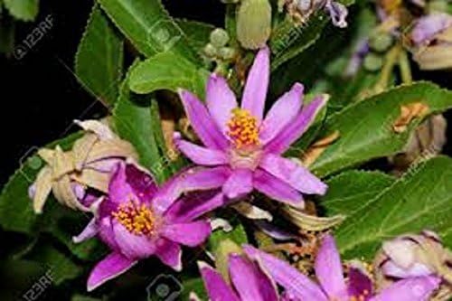 INDOOR BONSAI, GREWIA, 5 YEARS OLD, FLOWERS,PURPLE, BROOM STYLE