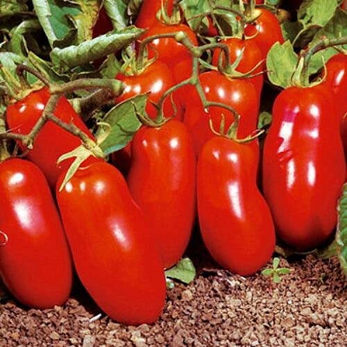 5 Pack san marzano Tomato Plant - Heirloom Paste Tomato - 2.5" Pot 222546